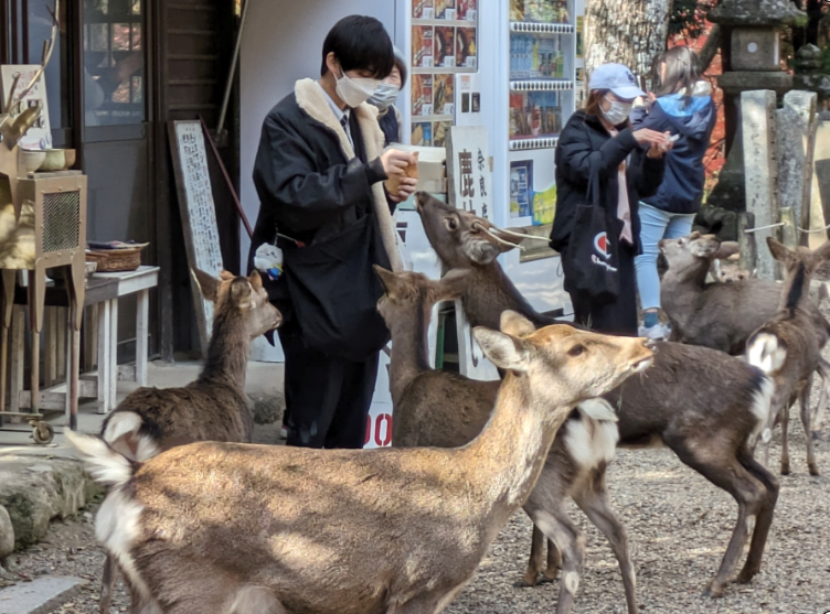 修学旅行２日目（奈良公園）