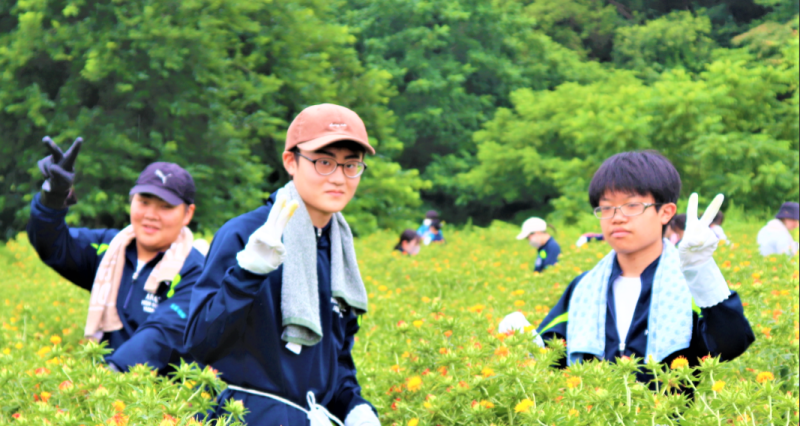 紅花摘み６