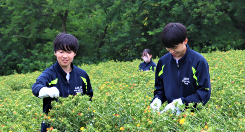 紅花摘み３