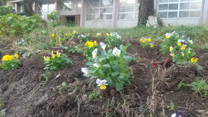 花植え２