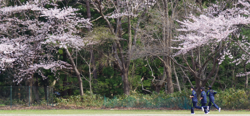 桜2