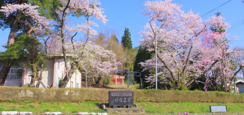 桜5