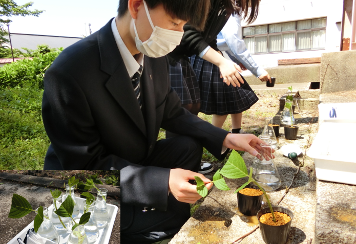 アジサイの挿し木１