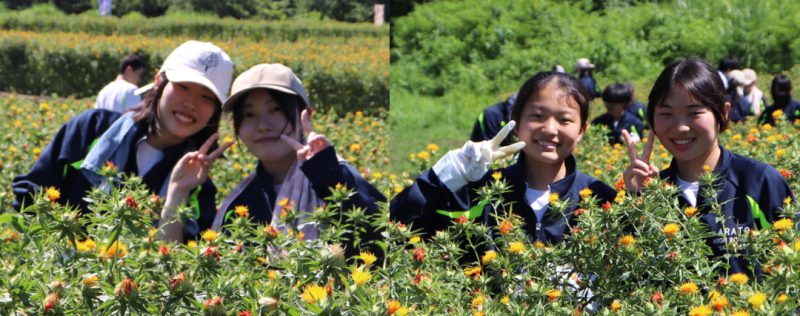 紅花（４人娘2）