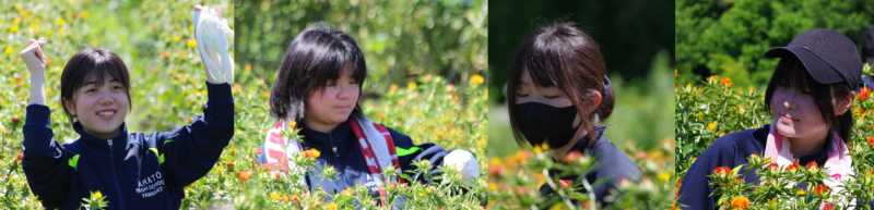 紅花（４人娘）