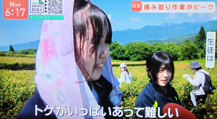 紅花摘み（TUY10）
