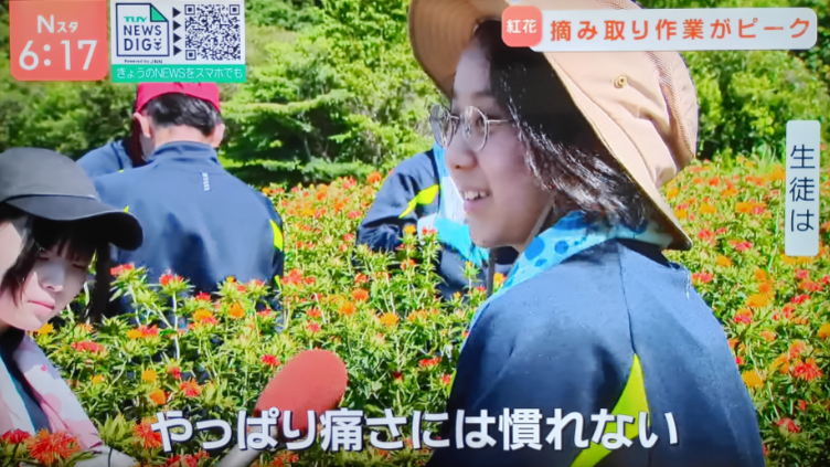 紅花摘み（TUY8）