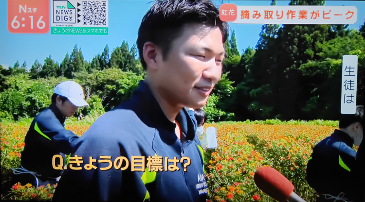 紅花摘み（TUY2）