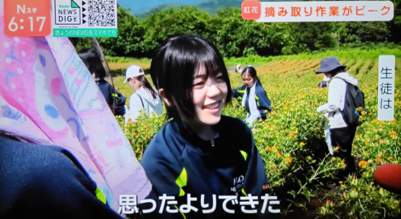 紅花摘み（TUY4）