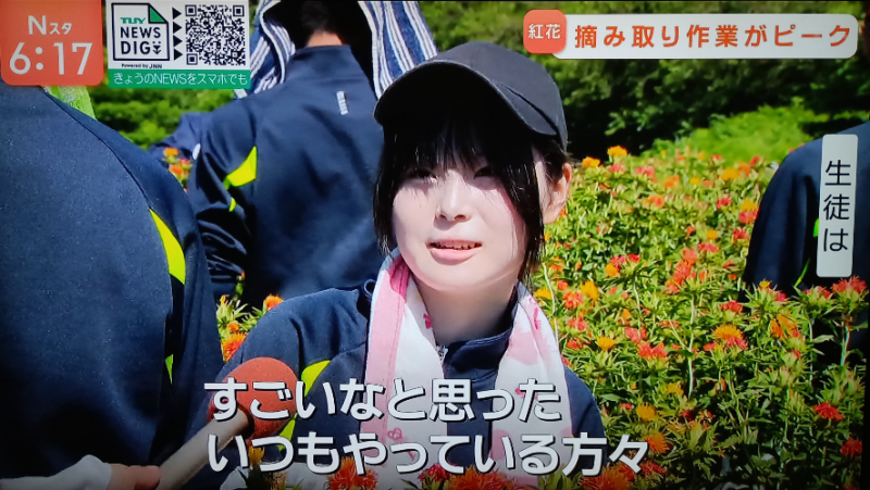 紅花摘み（TUY9）