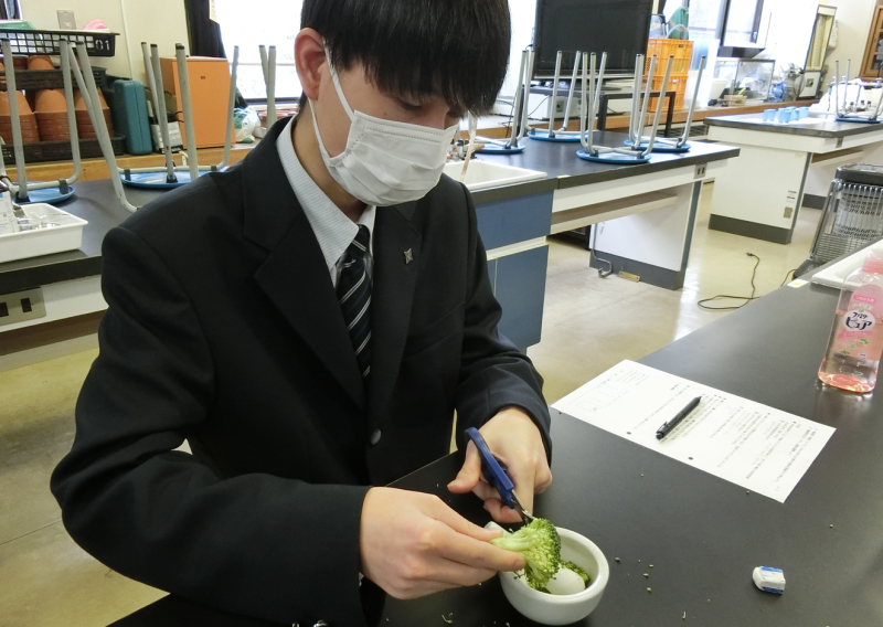 ブロッコリーDNA