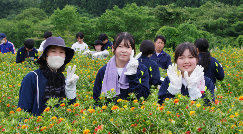 紅花7