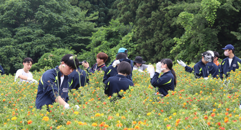 紅花10